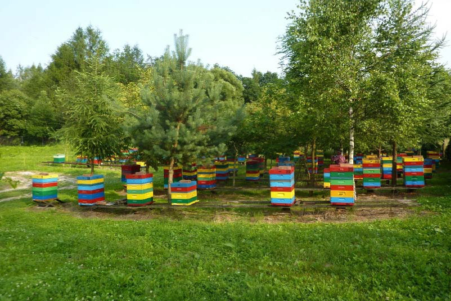 MIODOLAND польские ульи  пчелиная матка пчелиные отводки рои пчеловодство в Польше 02