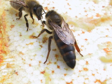 Пчаліныя маткі 03