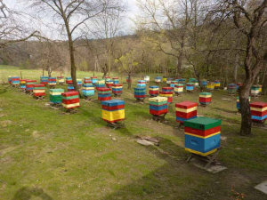 MIODOLAND польские ульи  пчелиная матка пчелиные отводки рои пчеловодство в Польше 01