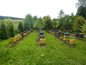 MIODOLAND польские ульи  пчелиная матка пчелиные отводки рои пчеловодство в Польше 05