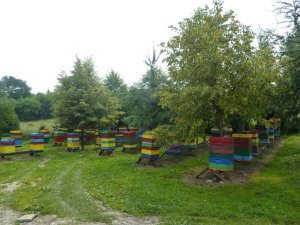 MIODOLAND польские ульи  пчелиная матка пчелиные отводки рои пчеловодство в Польше 09