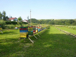 MIODOLAND польские ульи  пчелиная матка пчелиные отводки рои пчеловодство в Польше 13